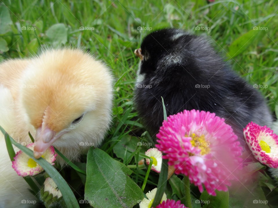 Close-up of chicks and flowers