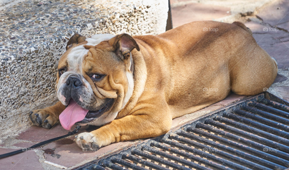 Bulldog lying in a extreme hot day 