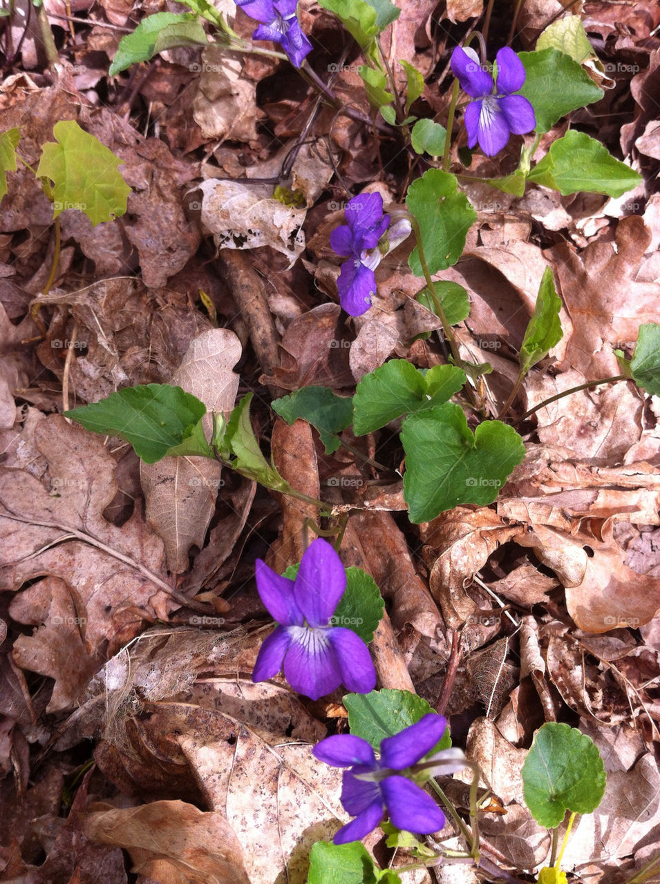 botany nature flower forrest by bj