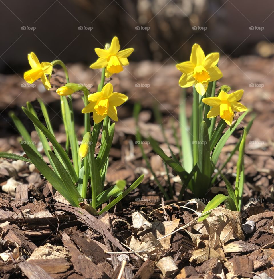 Tiny yellow daffodils, first signs of spring. 