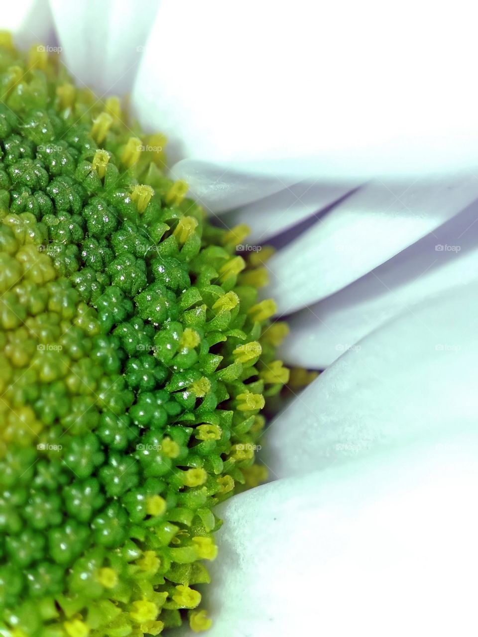 Macro photo of a flower growing in the garden