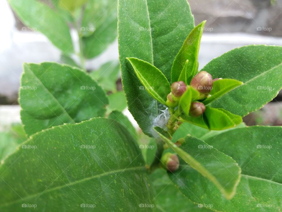 Green leaf