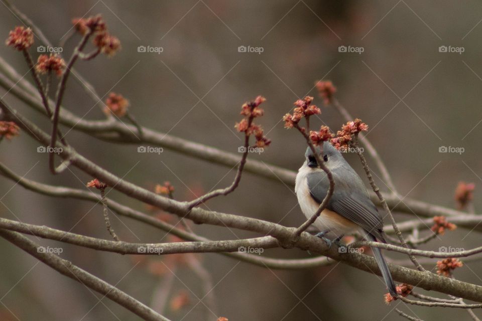 Spring is in bloom with a feathered friend