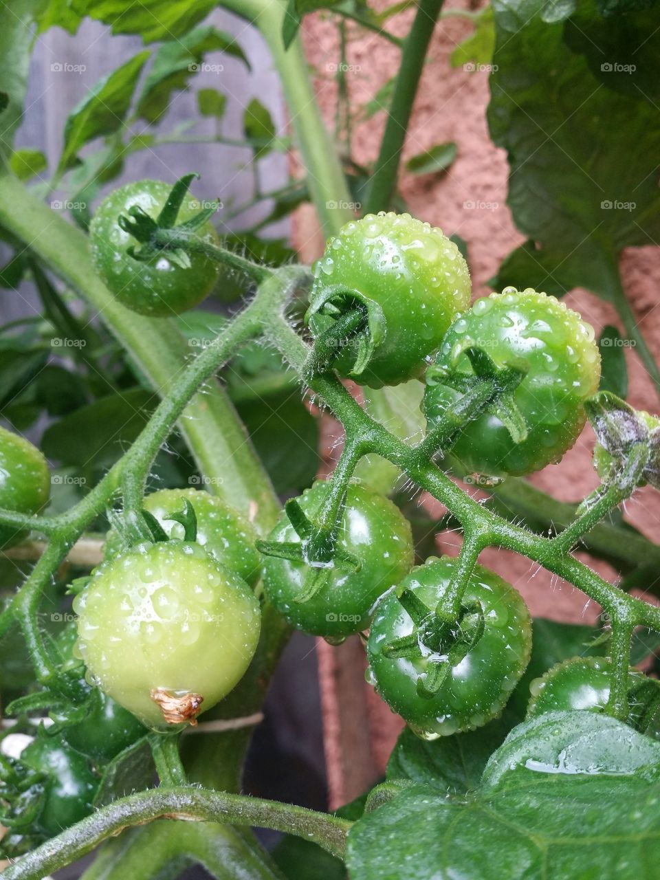 Green tomatoes