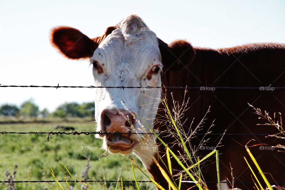 Portrait of cow in fence