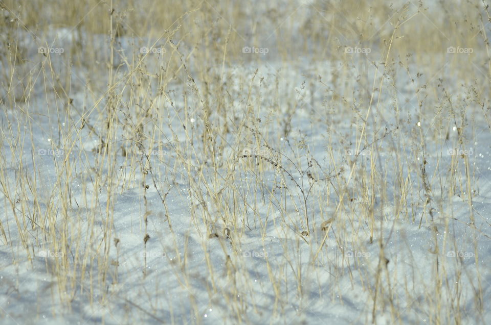 Delicate grasses in the snow
