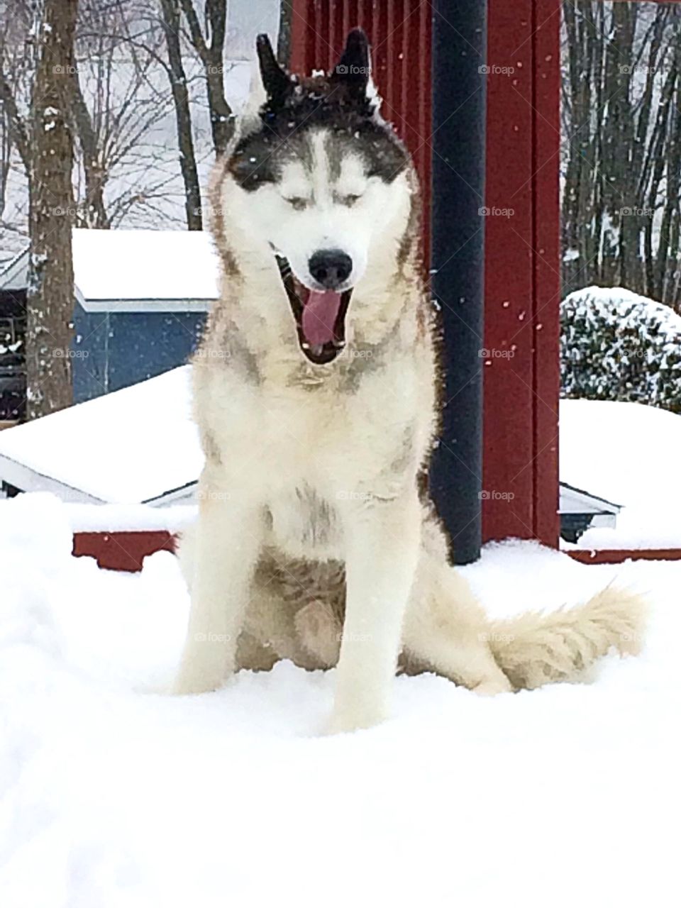 Incredible Husky Dogs