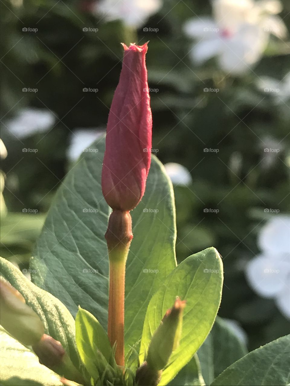 Flower Bud 