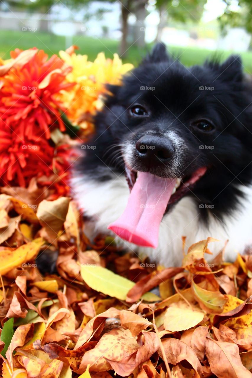 Fall dog