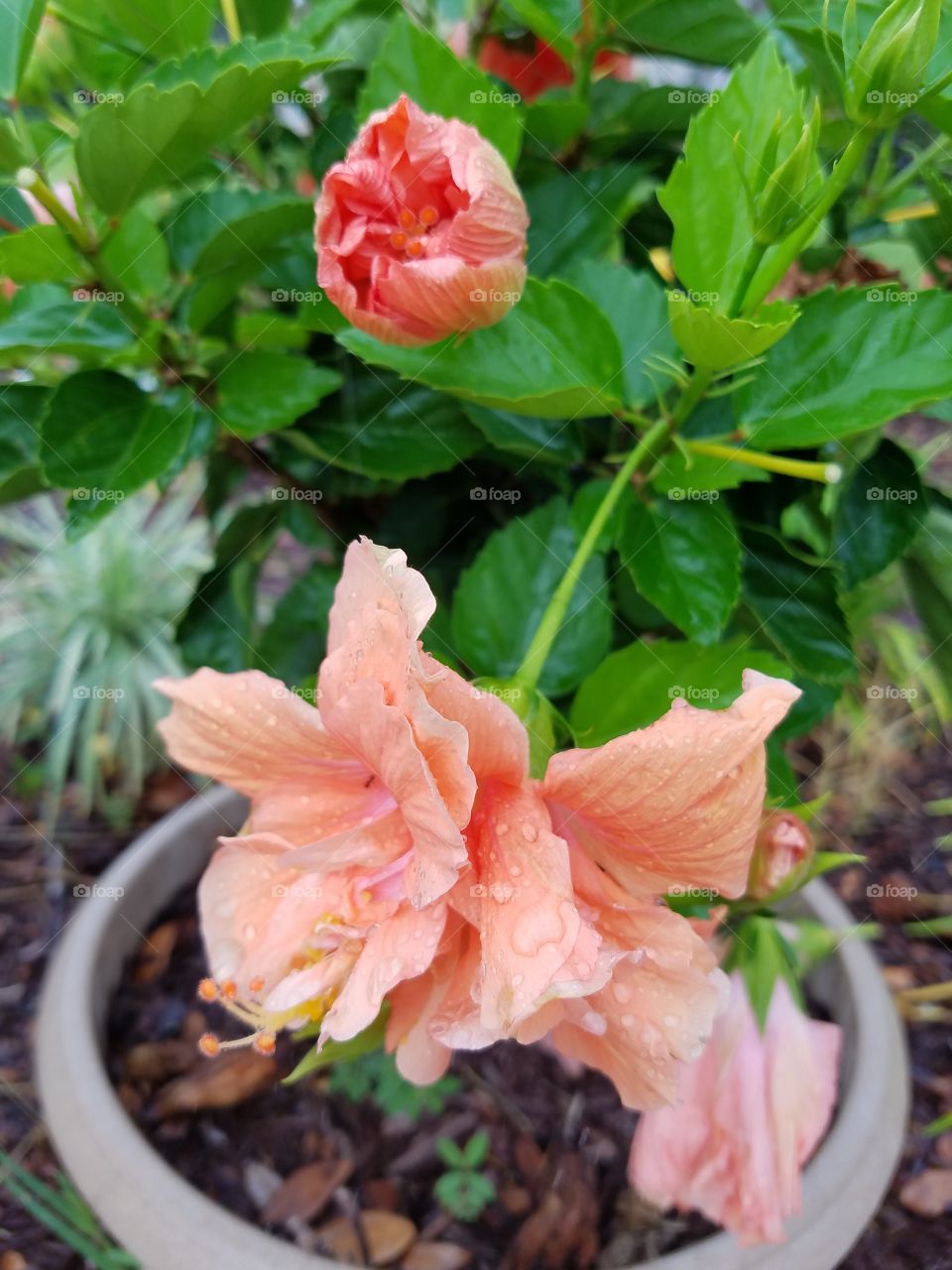 peach flowers