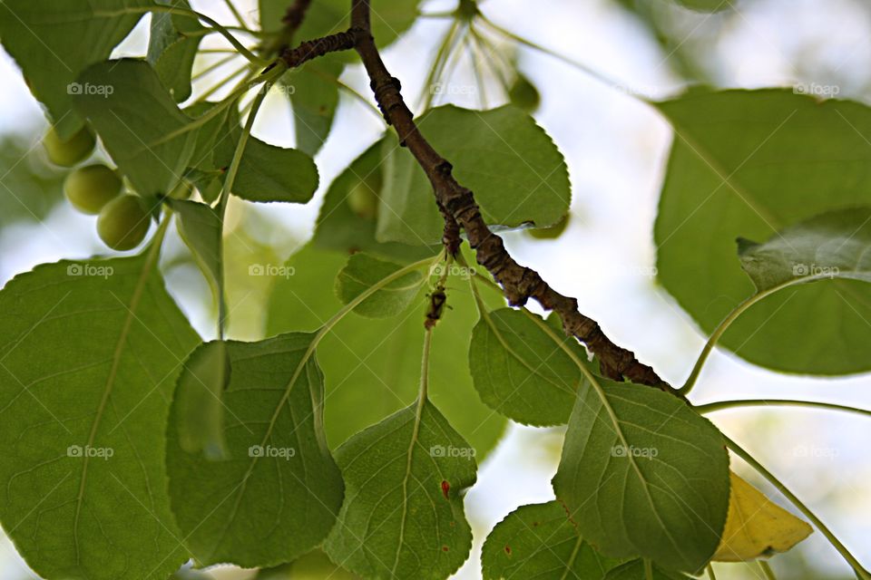 Beetle on plants