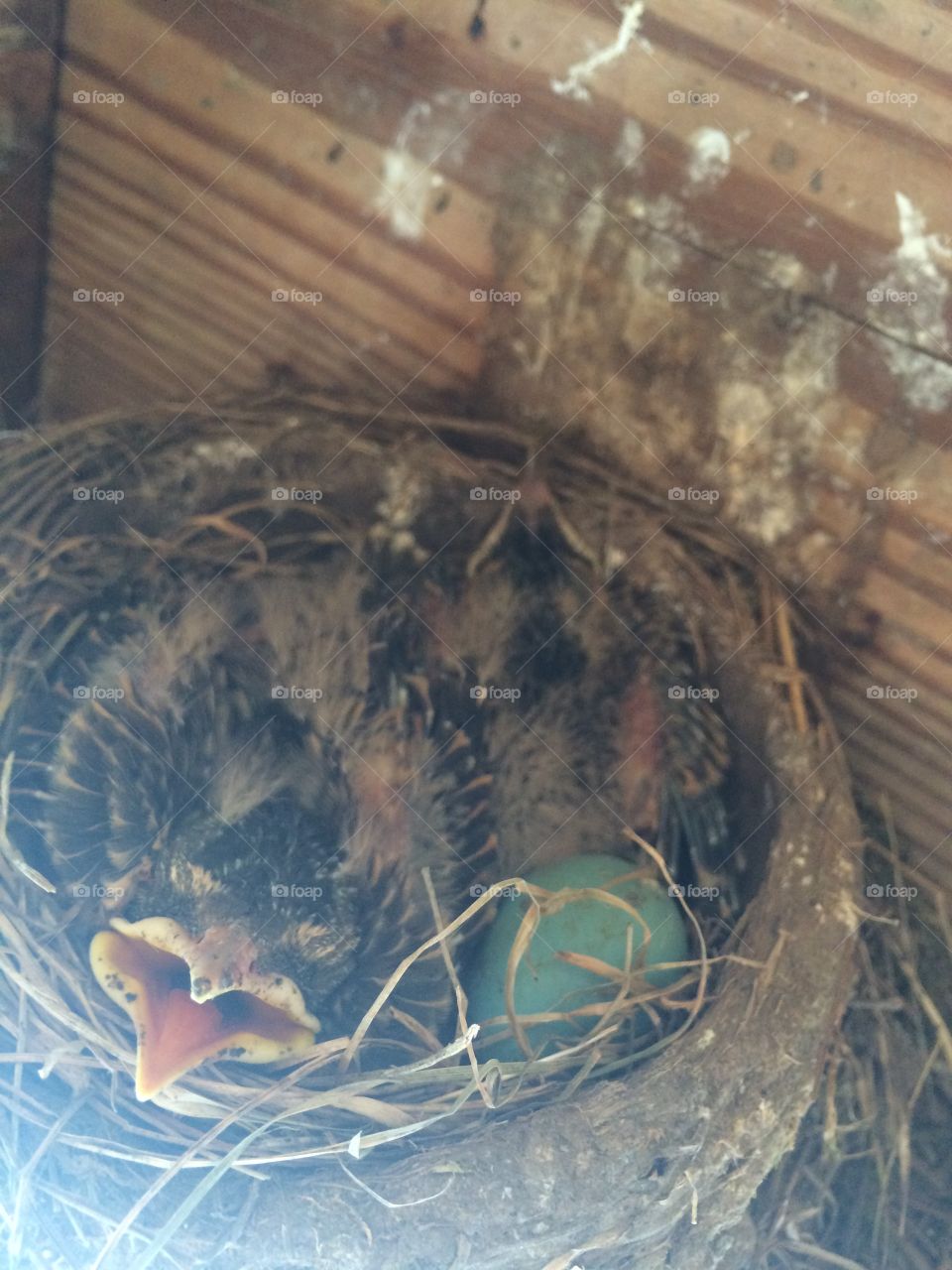 Baby robins 