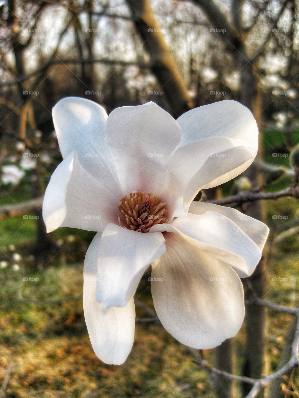 Close-up of white flower