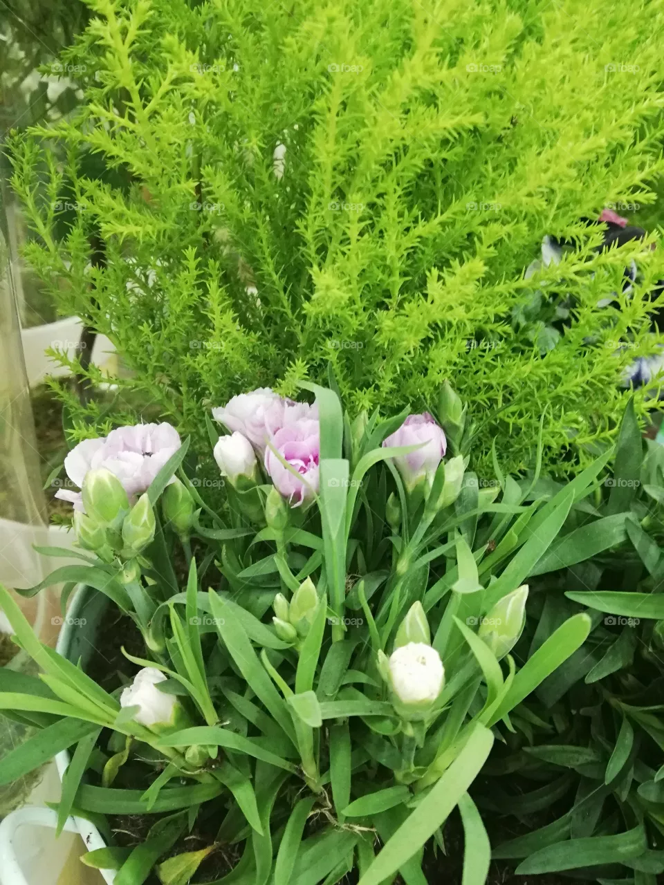 flo