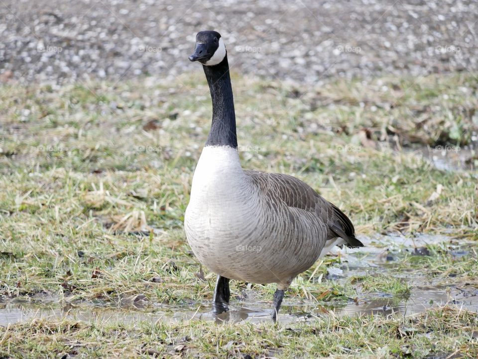 It’s a great day for Canadian geese to wander through the local park, looking for food.