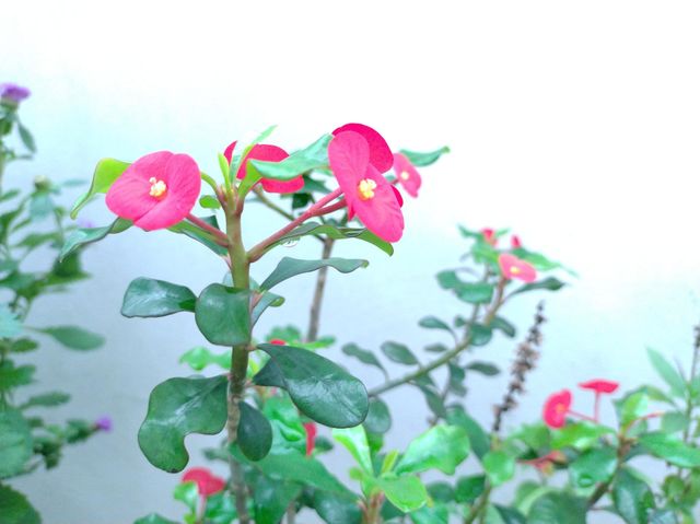 The meaning of flowers