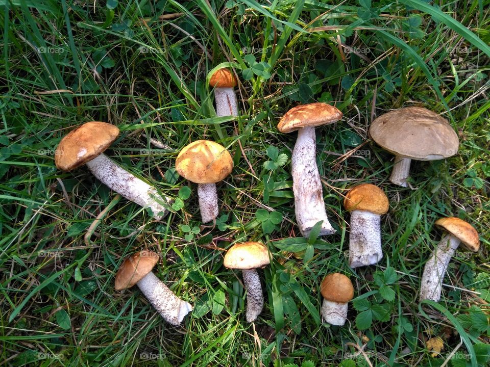 orange cap boletus mushroom on a green grass in the forest top view background