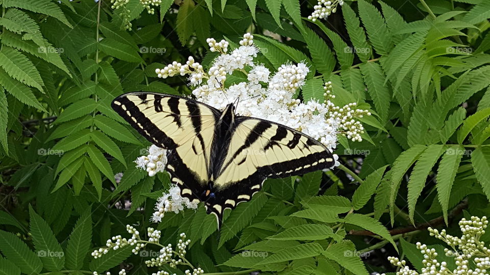 The wonders of nature