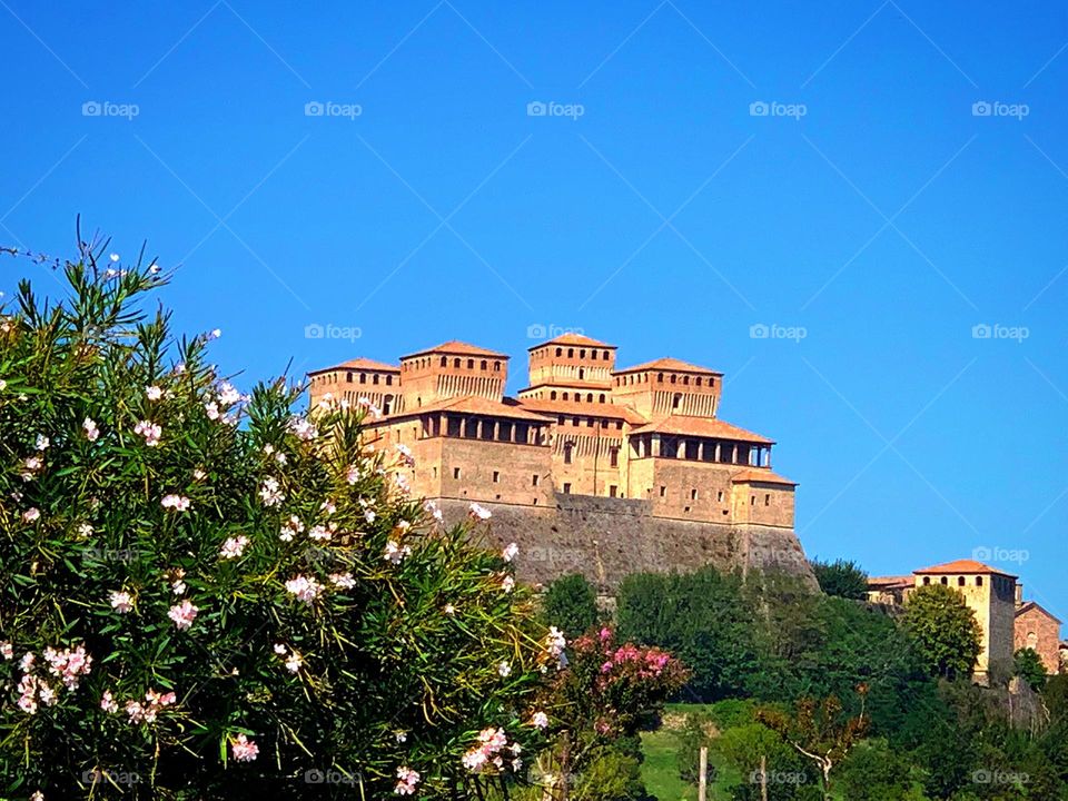 Oleander bush with pink flowers and Torrechiarat Castle.  Italy.