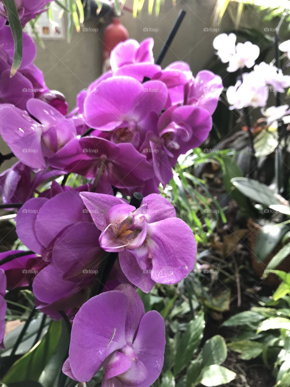 Flowers in purple