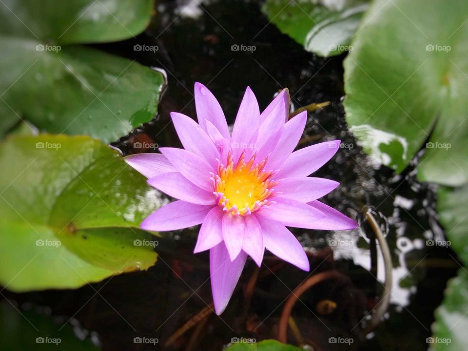 Purple lotus in the lotus basin.