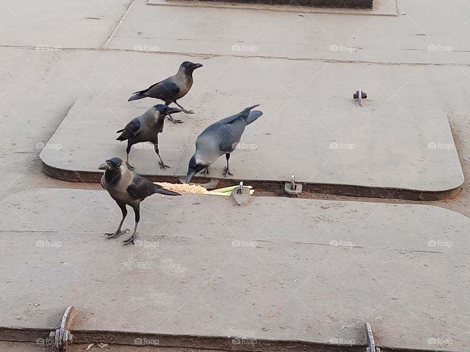 Meal of crows