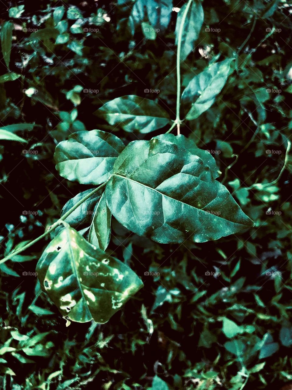 Leaf for life for live in the world. 