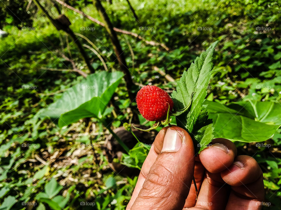 Gung-Gung is a unique fruit similar to Strawberry, and the taste is almost similar.  this fruit can usually be found in the countryside in shrubs.  if we go down the grass it is rare that this fruit can still be found.  remembering my childhood,