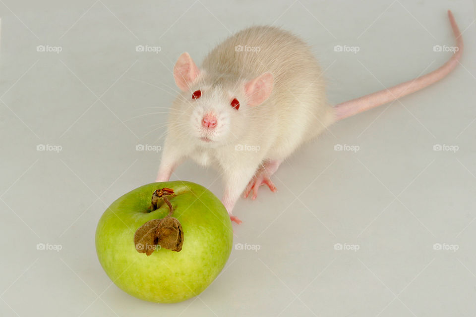 Baby Rat with apple 