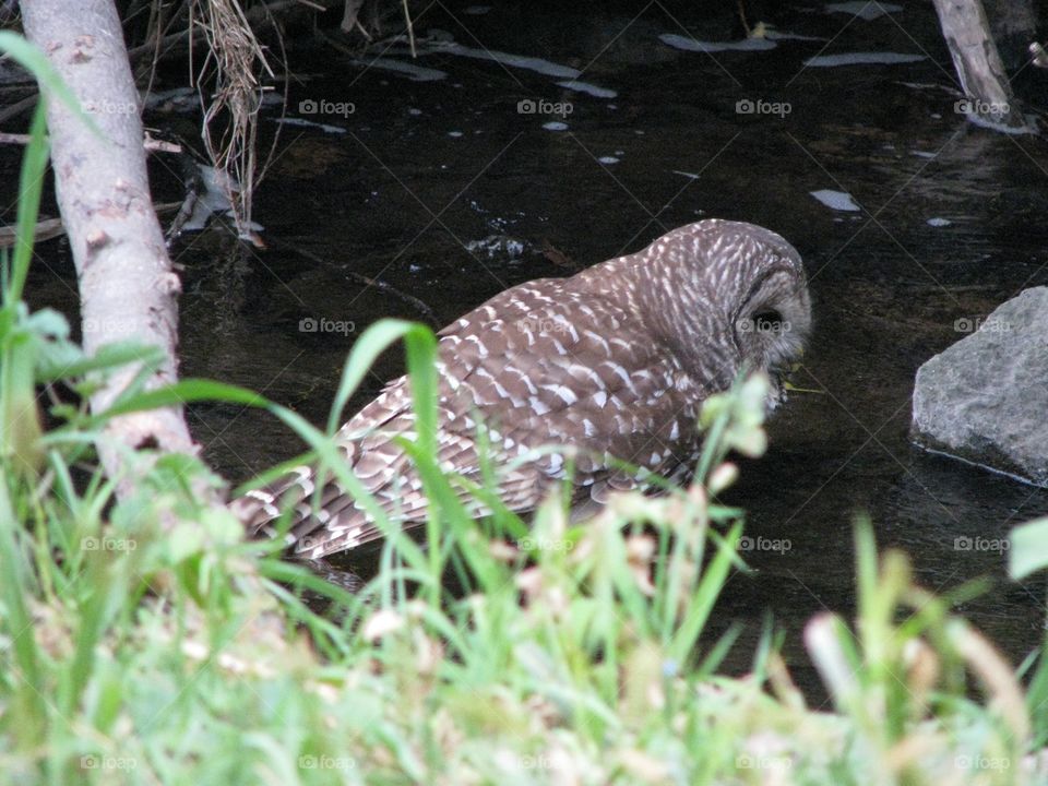 An owl entering the stream to take a drink or perhaps hunt for fish.