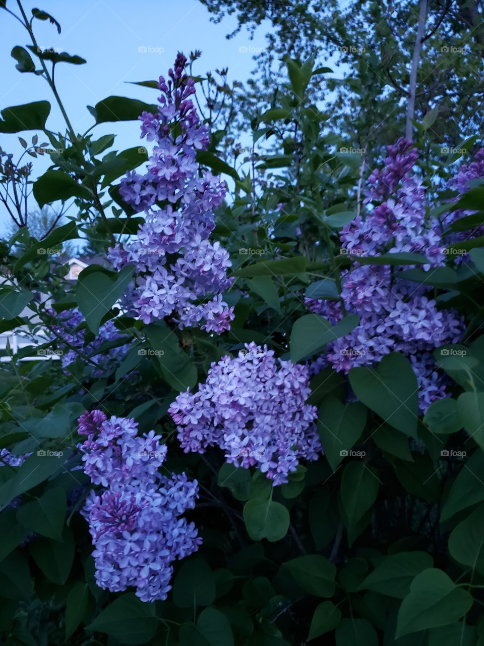lilacs