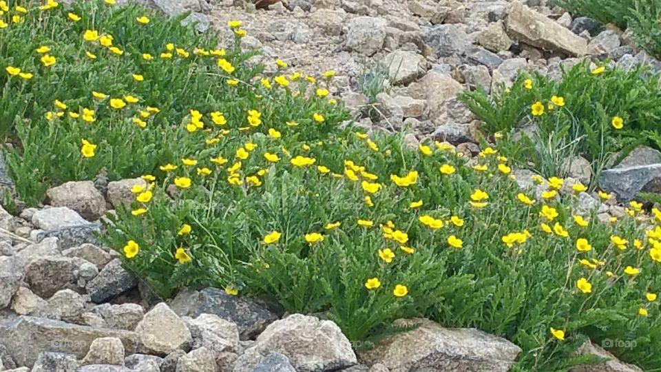 Pretty yellow flowers growing in the rocks