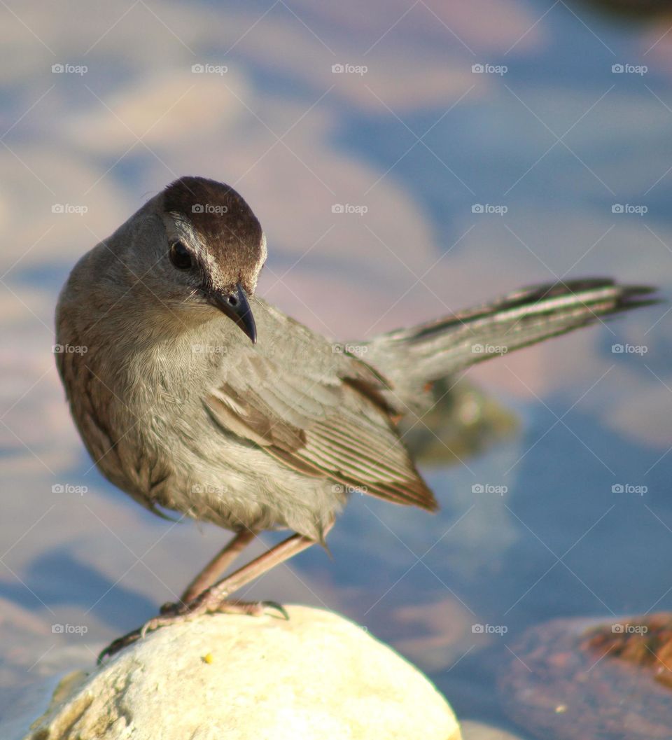 gray catbird on the stone