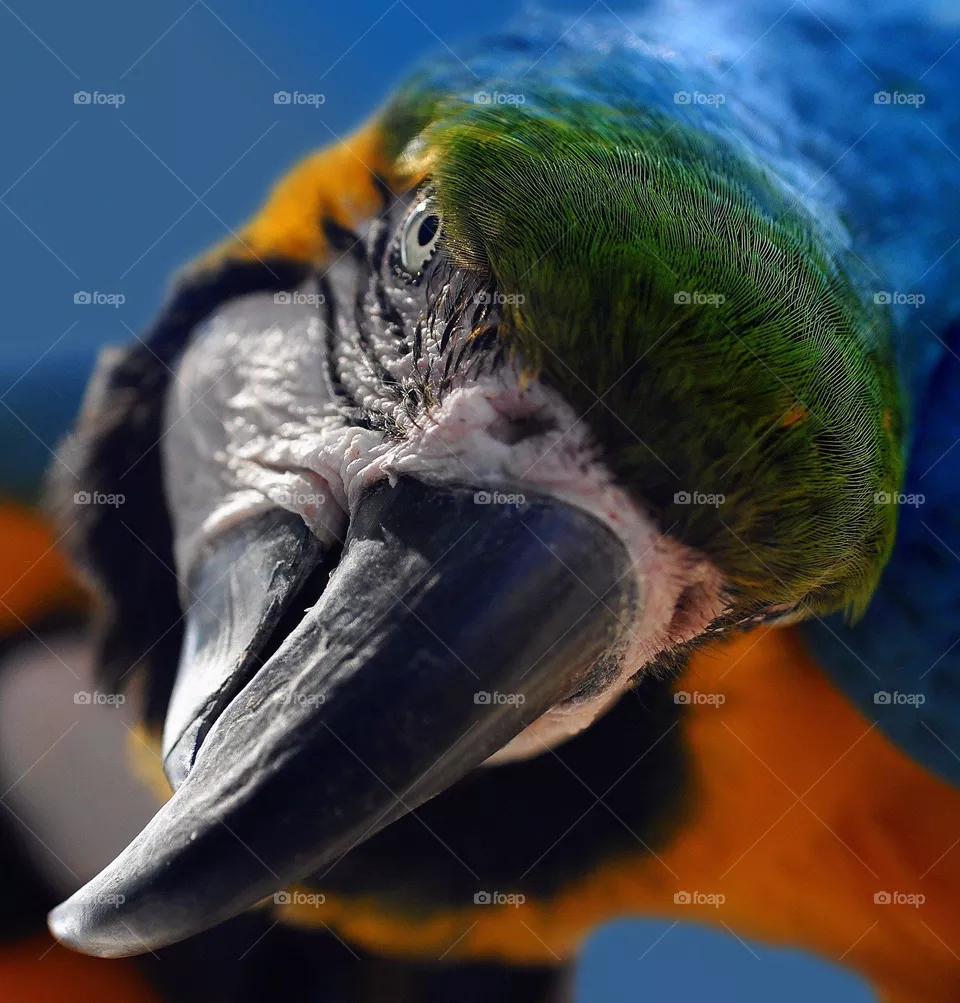 Multi-coloured parrot