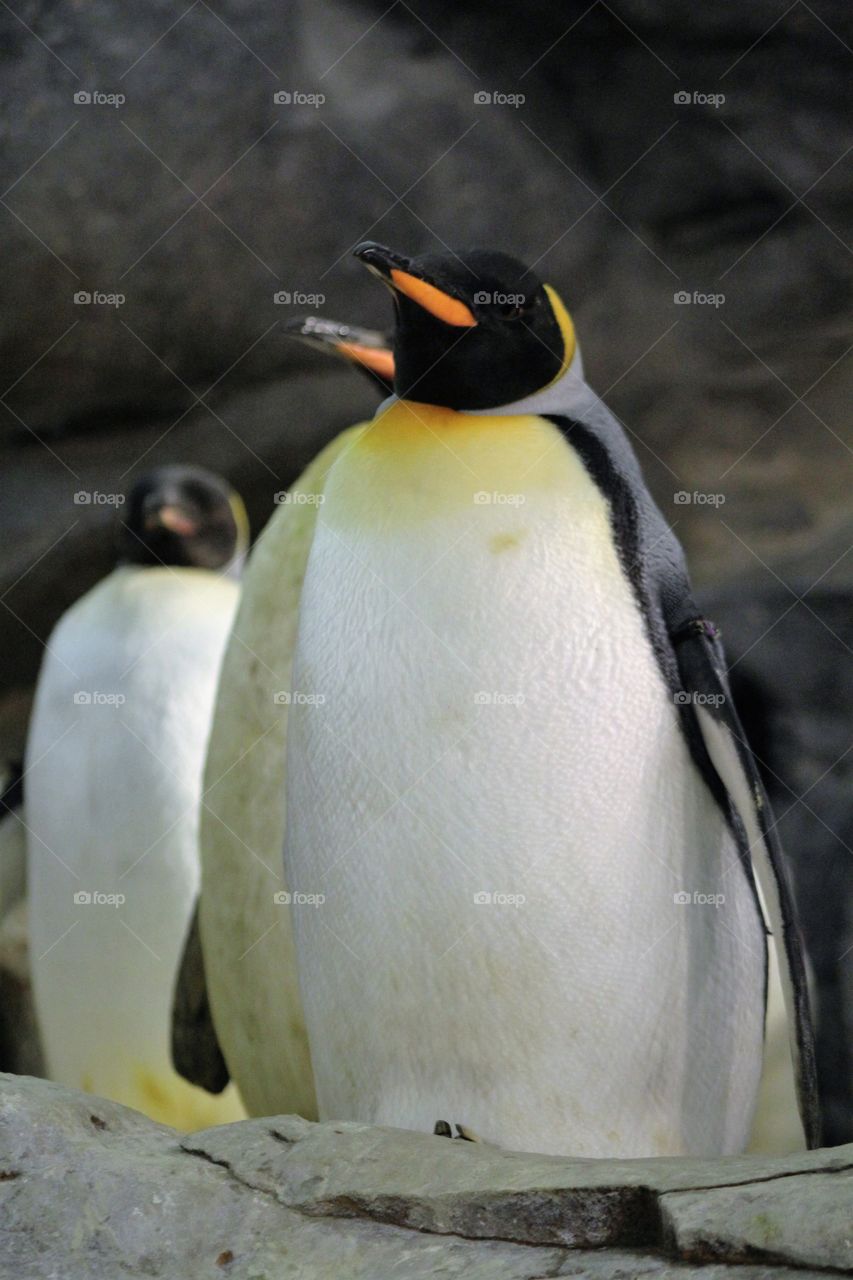 Penguins