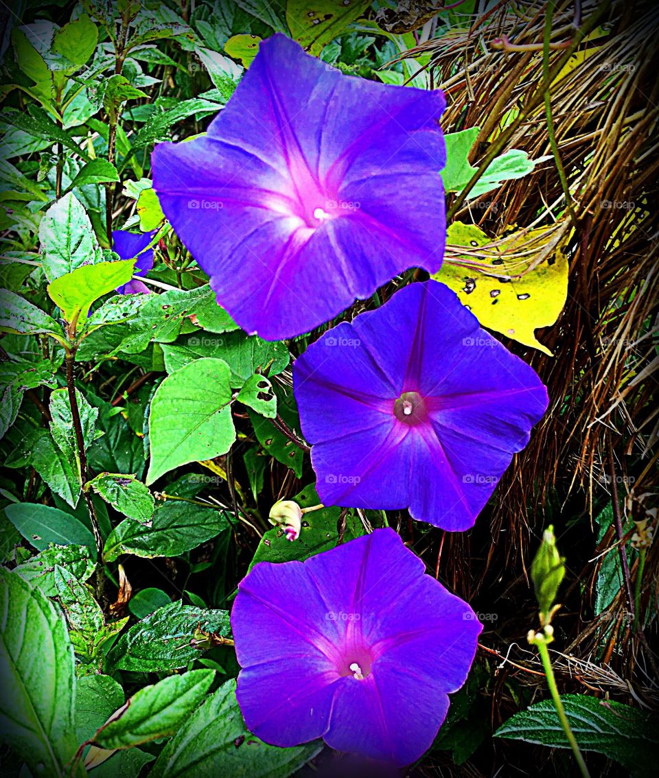 Morning Glory flowers