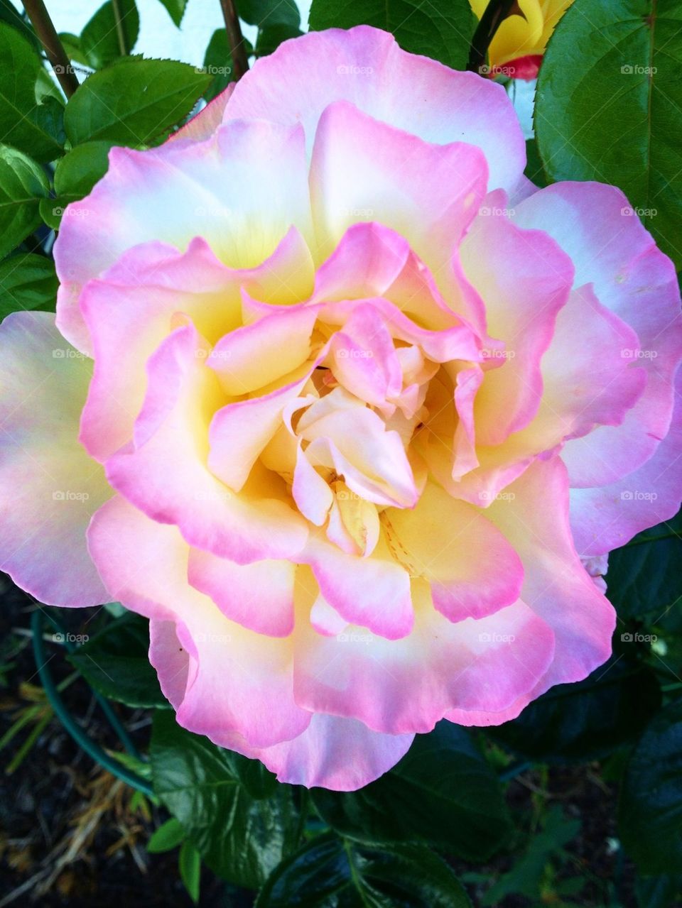 Peace rose
