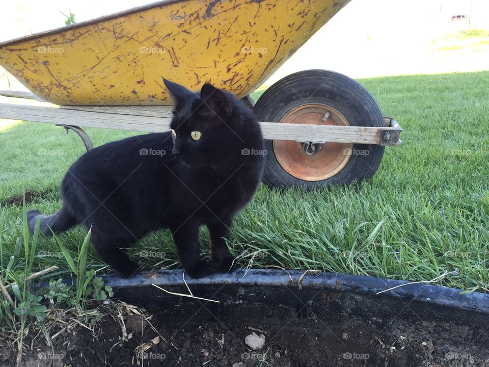 Cat Helping in Garden. Our cat, Jade, helping with the flower gardening