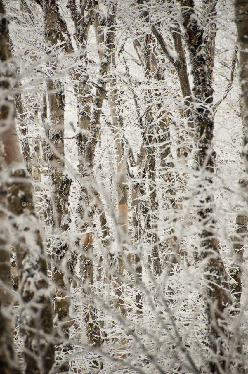 snow winter trees ice by bobmanley