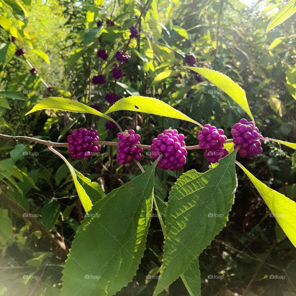 American beautyberry