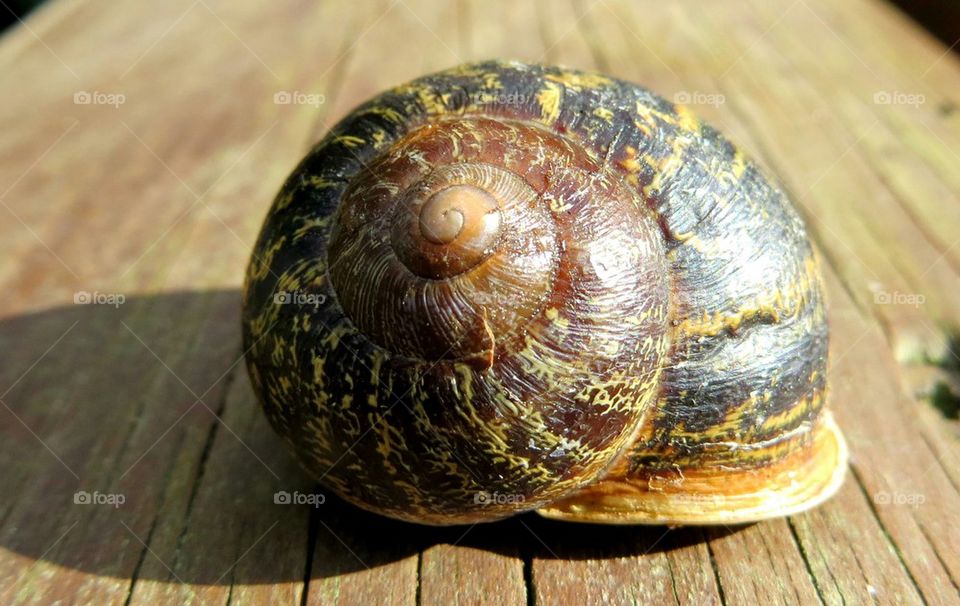 snail spiral