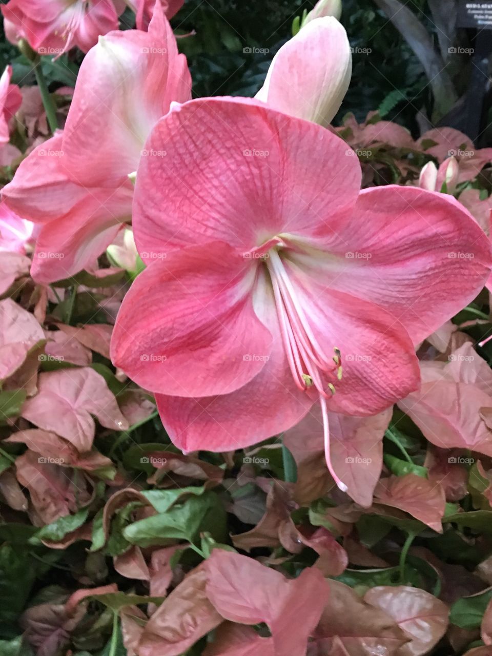 Flower, Nature, Flora, No Person, Leaf