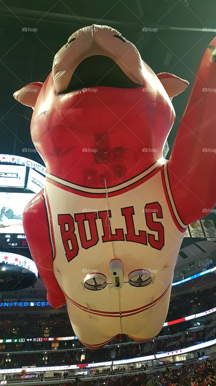 Chicago Bulls American NBA basketball team Benny the Bull mascot in United Center.
An inflatable balloon of Benny the official mascot hovering over National Basketball Association United Center.