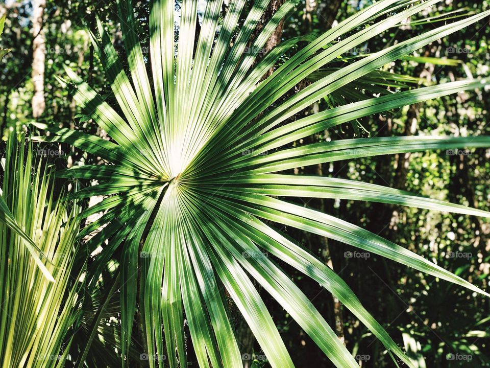 Bright green plant in Cancun, Mexico, looks like a Windmill Palm Tree possibly, or some other type of Palm Tree