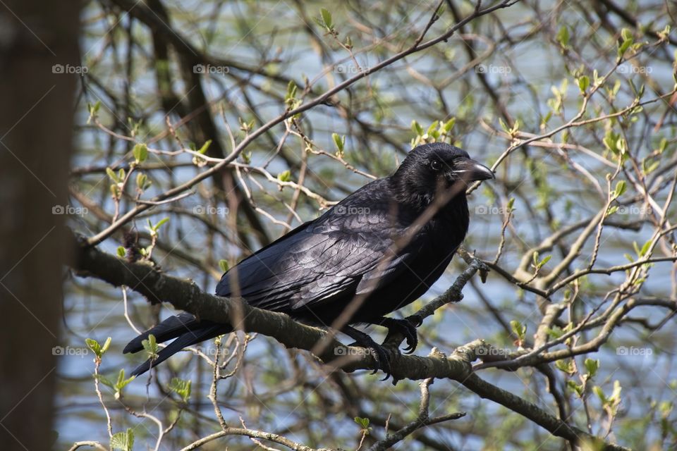 crow on a branch