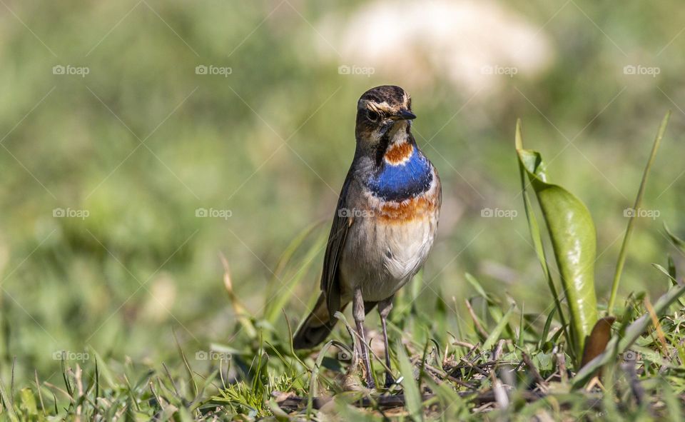Bluethroat bird