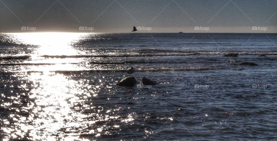 Maine coast