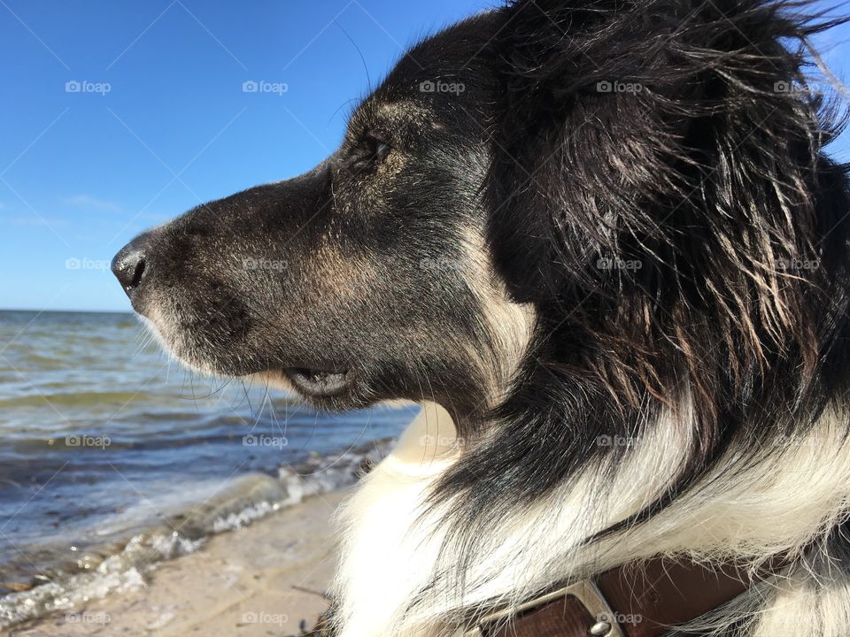 Peter our border collie at ocean, profile