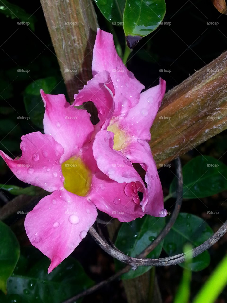 Mandevilla
