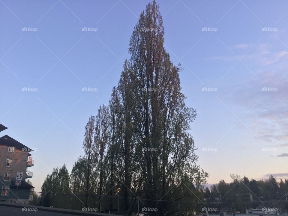 Poplars on the Horizon 